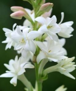 Tuberose Absolute Oil flower 2