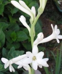 Tuberose Absolute Oil flower