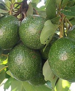 avocado oil tree