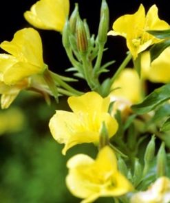 evening primrose oil flower