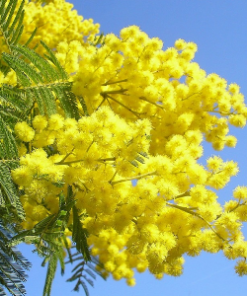 mimosa absolute oil