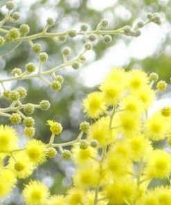 mimosa absolute oil flower