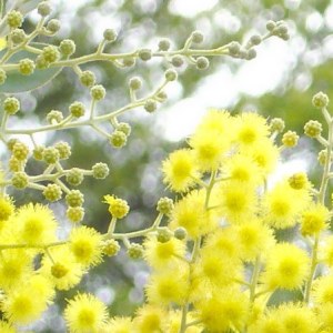 mimosa absolute oil flower