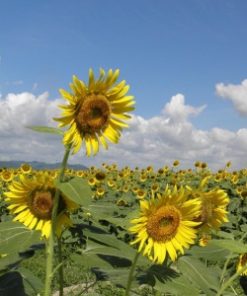 sunflower oil field