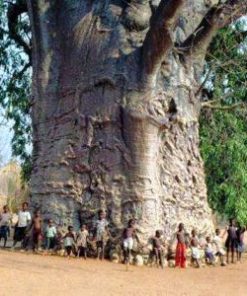 Baobab oil tree 4