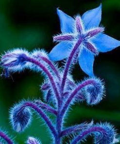 Borage oil 2