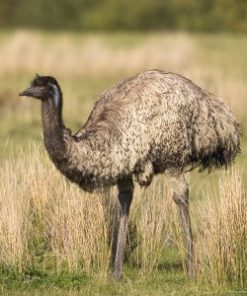 Emu Oil Bird