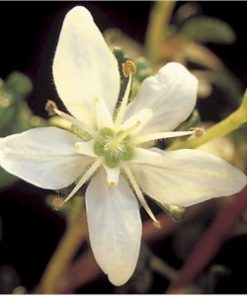 essential oil buchu flower