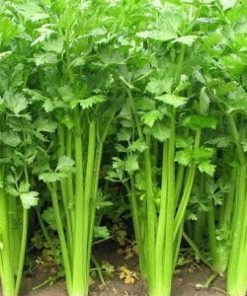 essential oil celery seed plant