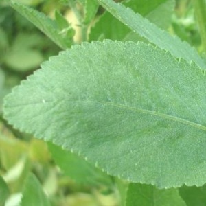 Essential oil Costmary 2