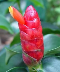 Essential oil Costus Root spicatus