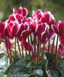 Essential oil Cyclamen 1