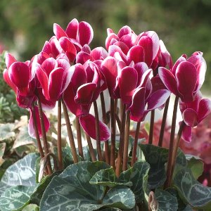 Essential oil Cyclamen 1