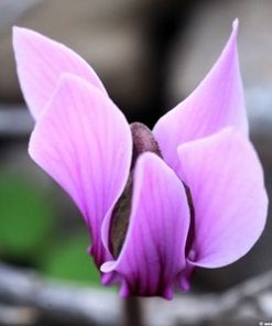 Essential oil Cyclamen 2