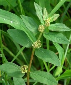 Essential oil Euphorbia 1