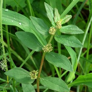 Essential oil Euphorbia 1