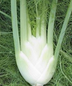 Essential oil Fennel 1