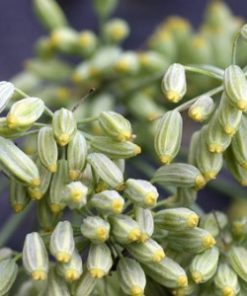 Essential oil Fennel 2