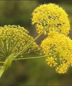 Essential oil Galbanum 1