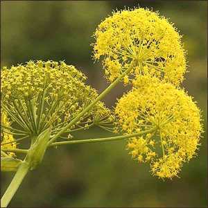 Essential Oil Galbanum - RocketRobin.ca