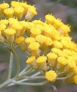 Essential oil Helichrysum 1