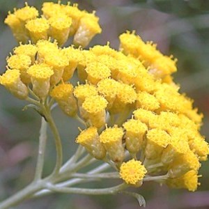 Essential oil Helichrysum 1