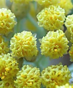 Essential oil Helichrysum 2