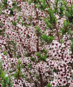 Essential oil Manuka 1