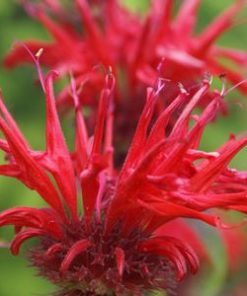 Essential oil Monarda 2