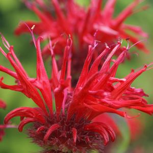 Essential oil Monarda 2