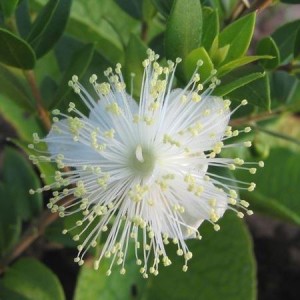 Essential oil Myrtle 2