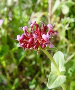 Essential oil Spikenard 1