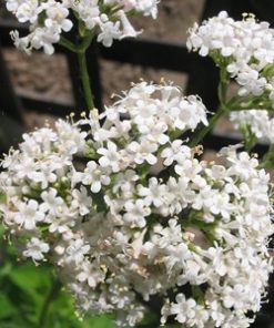 Essential oil Valerian 1