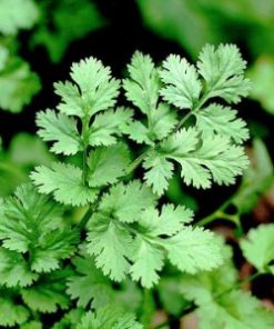 essential oil coriander 2