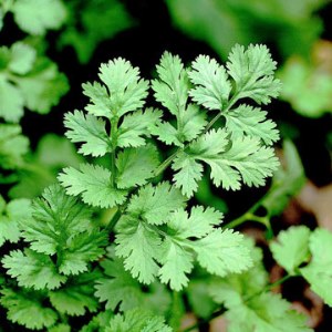 essential oil coriander 2