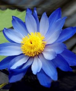 blue lotus absolute 2