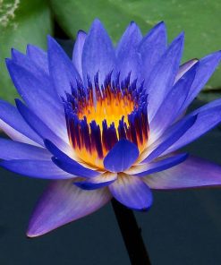 blue lotus absolute