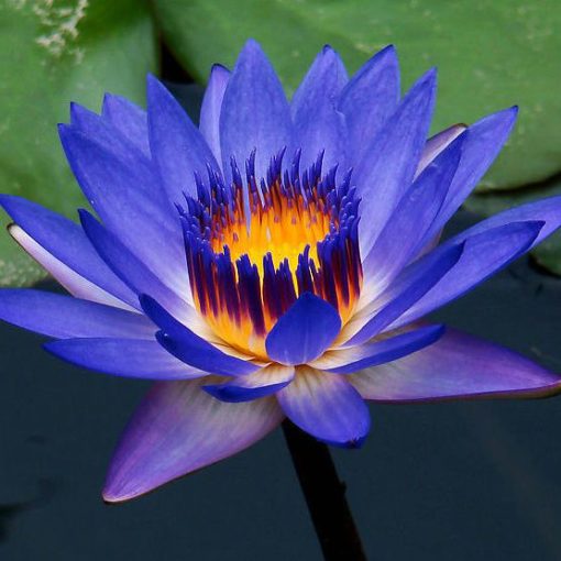 blue lotus absolute