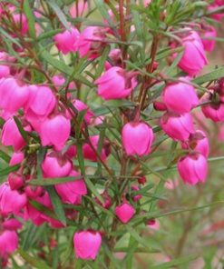 Boronia Absolute