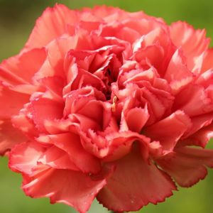 carnation absolute 2