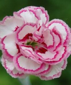 carnation absolute