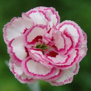 carnation absolute