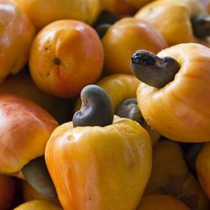 cashew nut oil fruit