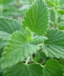 essential oil catnip