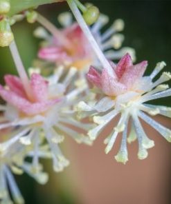 essential oil croton