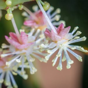 essential oil croton