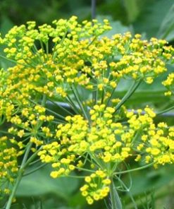 essential oil dill seed flower