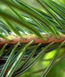 essential oil fir needle