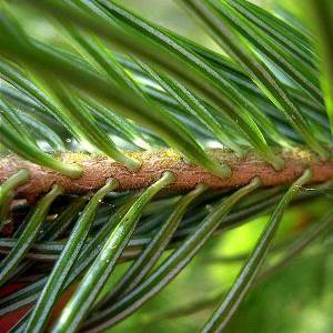 essential oil fir needle