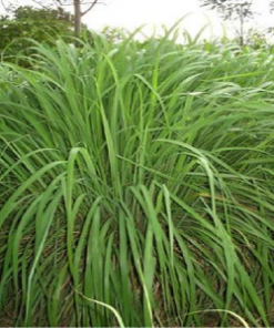 essential oil ginger grass plant